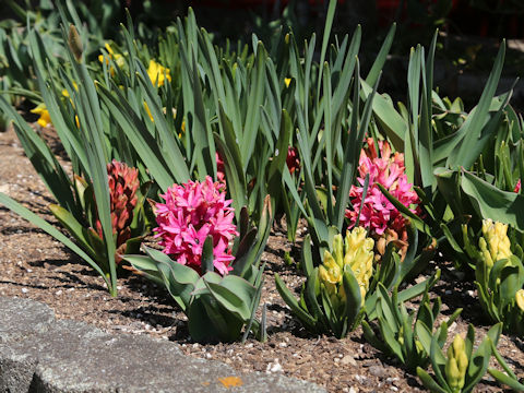 Hyacinthus orientalis