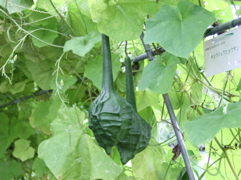 Lagenaria siceraria var. gourda