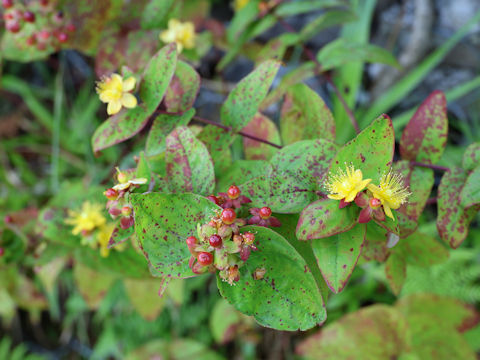 Hypericum androsaemum