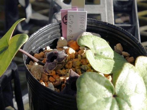 Asarum sp.