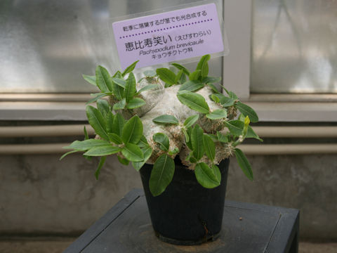 Pachypodium brevicaule