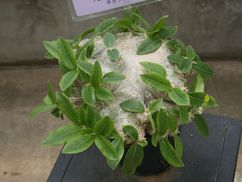 Pachypodium brevicaule