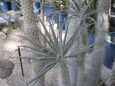 Pachypodium geayi