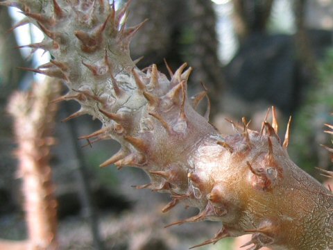 Pachypodium rosulatum var. horombense