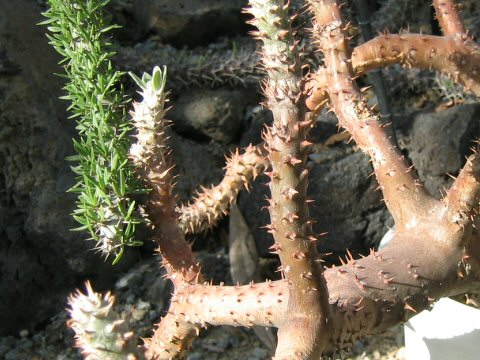 Pachypodium rosulatum var. horombense