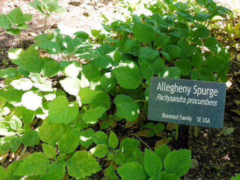 Pachysandra procumbens