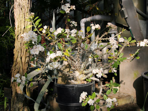 Pachypodium saundersii