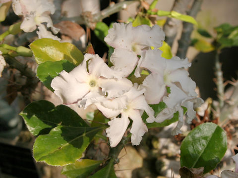 Pachypodium saundersii