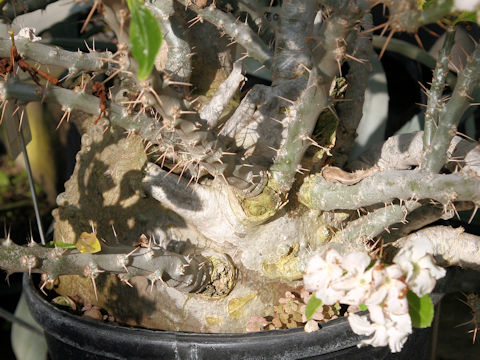 Pachypodium saundersii