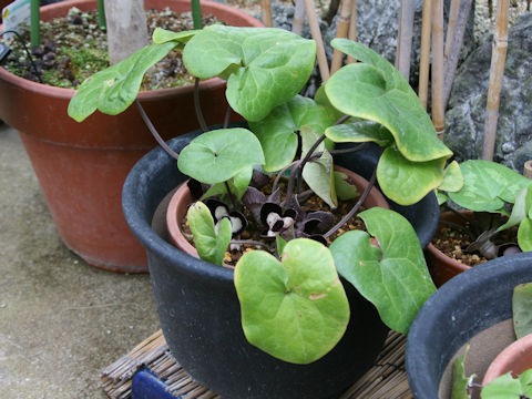 Asarum maximum