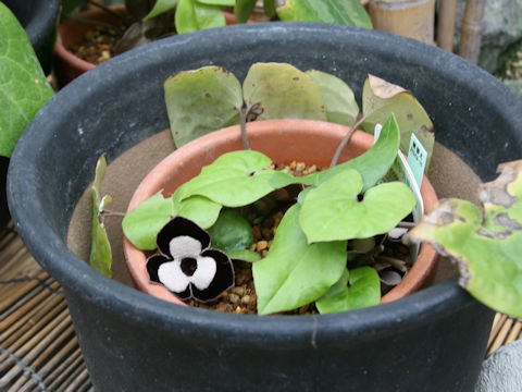 Asarum maximum