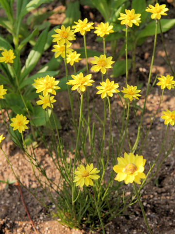Helichrysum subulifolium cv. Golden Sun