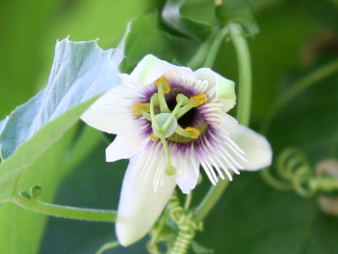 Passiflora adenopoda