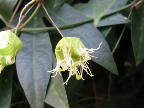 Passiflora tricuspis cv. Castanea