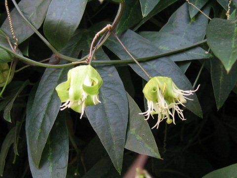 Passiflora tricuspis cv. Castanea