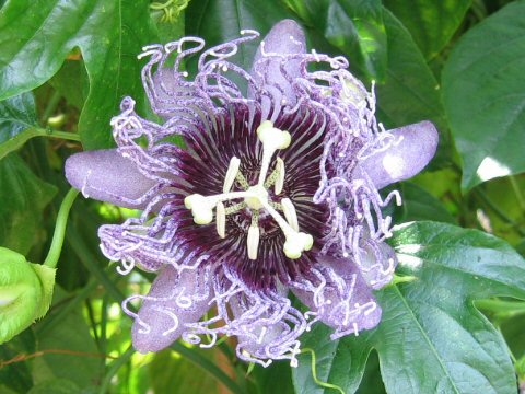 Passiflora cv. Elizabeth