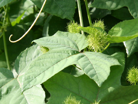 Passiflora foetida var. hirsutissima