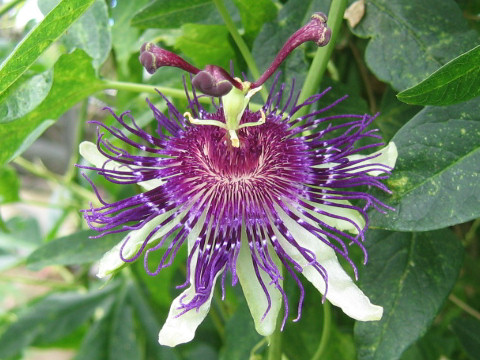 Passiflora cv. Indigo Dream