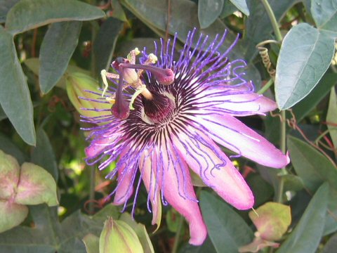 Passiflora cv. Jeannette