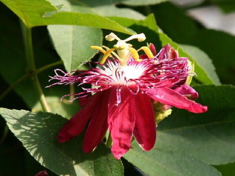 Passiflora cv. Lady Margaret