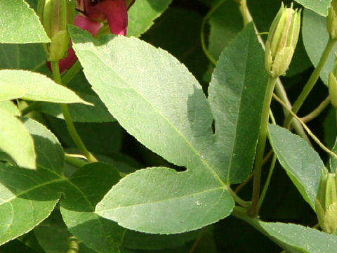 Passiflora cv. Lady Margaret