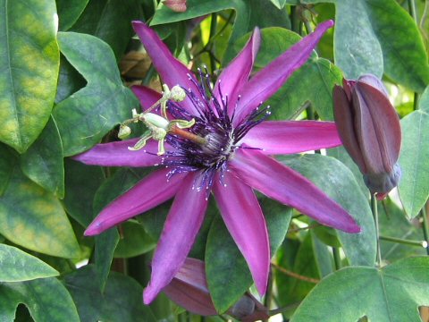 Passiflora cv. Lilac Lady