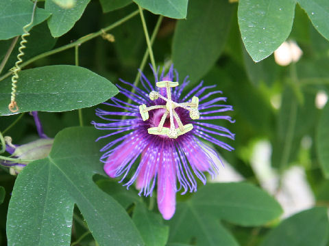 Passiflora loefgrenii