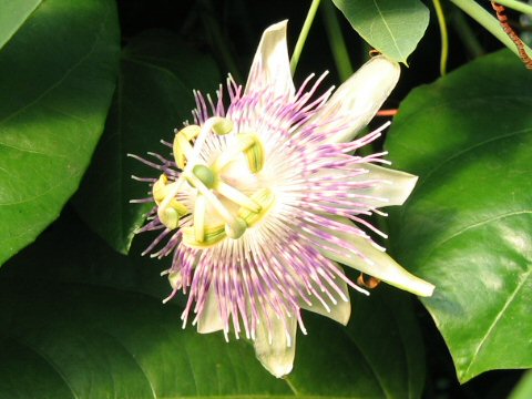 Passiflora nitida