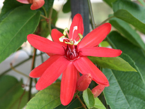 Passiflora cv. Piresii