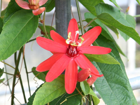 Passiflora cv. Piresii