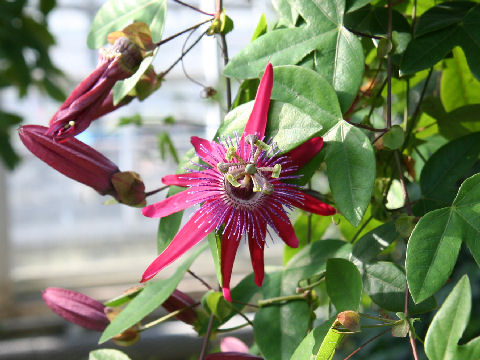 Passiflora cv. Pura Vida