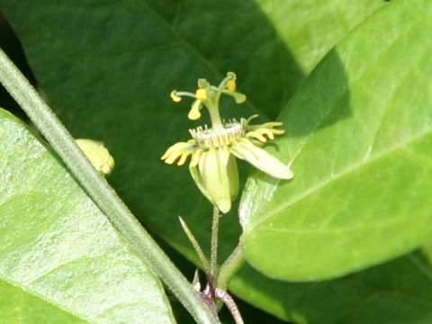 Passiflora tridactylites