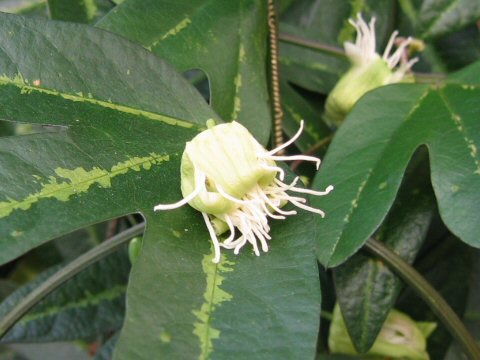 Passiflora tricuspis