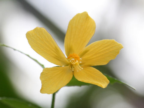 Pavonia spinifex