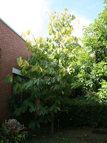 Asimina triloba