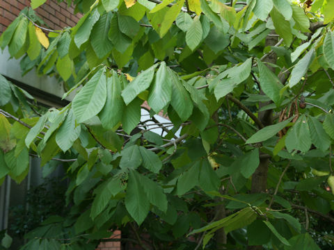 Asimina triloba