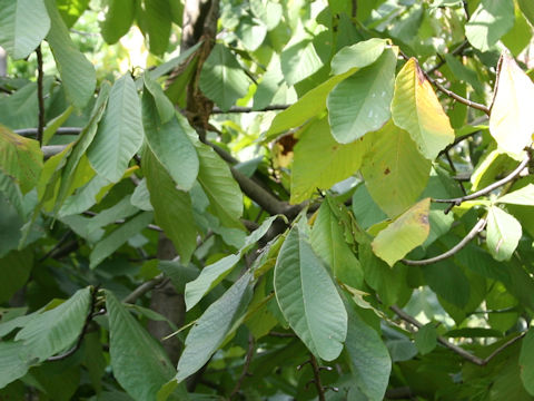 Asimina triloba
