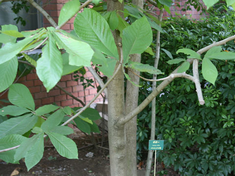 Asimina triloba