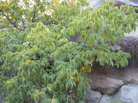 Carya illinoensis