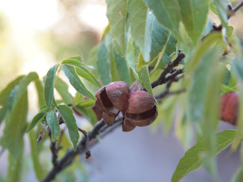 Carya illinoensis