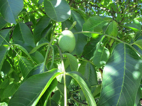 Juglans regia