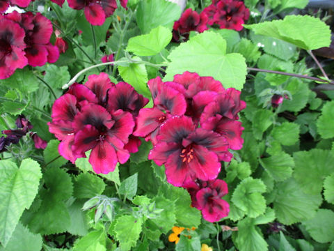 Pelargonium grandiflorum hybrids