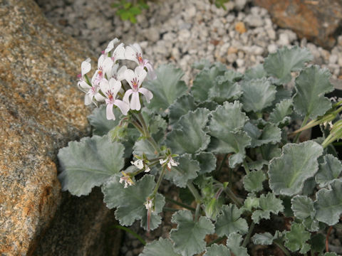 Pelargonium crassicaule