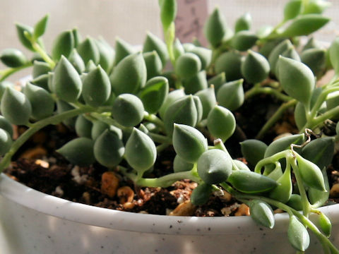 Senecio rowleyanus cv. PeachNecklace