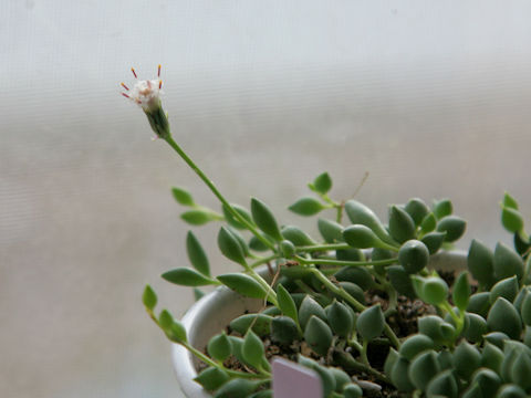 Senecio rowleyanus cv. PeachNecklace