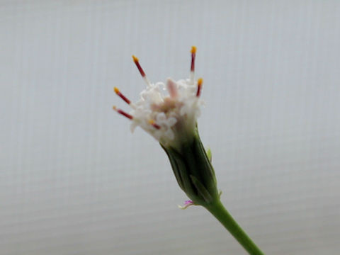 Senecio rowleyanus cv. PeachNecklace