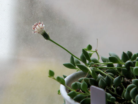 Senecio rowleyanus cv. PeachNecklace