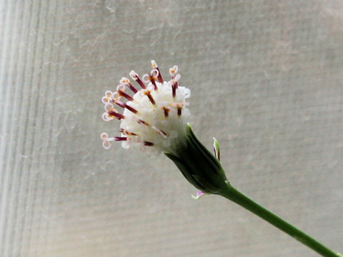 Senecio rowleyanus cv. PeachNecklace