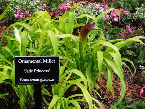 Pennisetum glaucum cv. Jade Princess