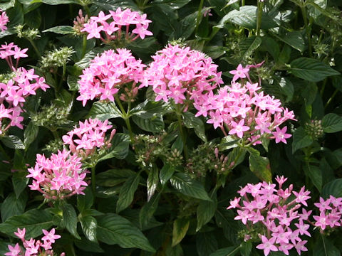 Pentas lanceolata